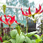 Gloriosa lily