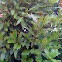 Laurel, Bay laurel (english)