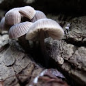 unk (poss. Pink Mycena - Mycena pura?)