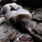 unk (poss. Pink Mycena - Mycena pura?)