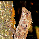 Roux's Forest Calotes