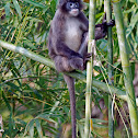Phayre's Leaf Monkey
