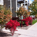 Burning Bush