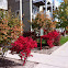 Burning Bush