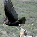 Turkey Vulture