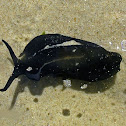 Sea slug