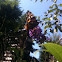 Red admiral