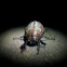 White-striped chafer beetle