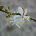 Asphodelus