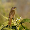 Great pampa finch