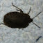 Stink Bug