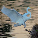 Great White Egret