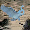 Great White Egret