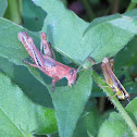 Differential Grasshopper