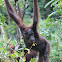 Orangutan