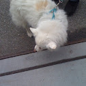 Poodle