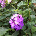 Lantana