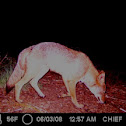 Eastern Coyote