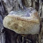 Tinder fungus