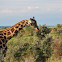 Rothschild's Giraffe