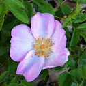 Prickly Wild Rose