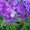 Crab spider