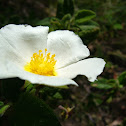 Jara hoja de salvia