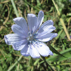 Common Chicory