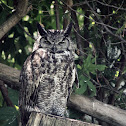 Great Horned Owl