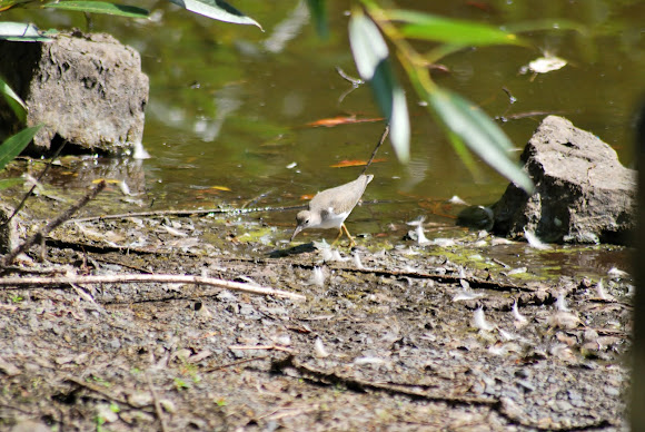 Spotting Image 1