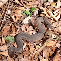 Northern Water Snake