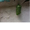 Chrysalis