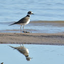 Killdeer