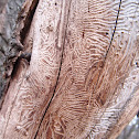 Marks on a tree