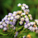 Ageratum houstonianum (紫花藿香薊)