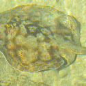 Round Stingray