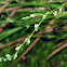 Slender Knotweed