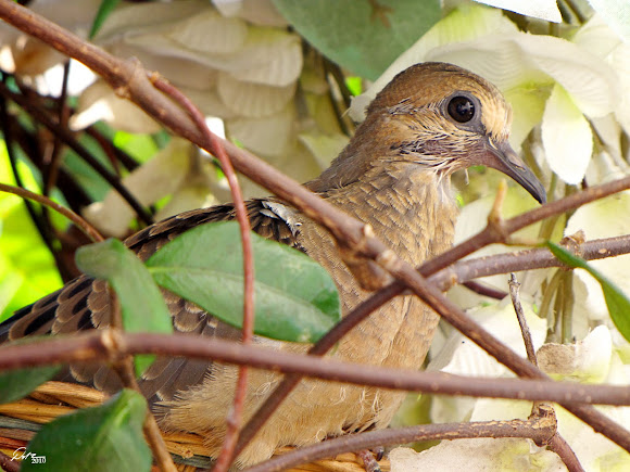 Spotting Image 1