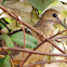 Dove