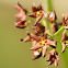 Pale Swallowwort