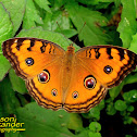 Peacock Pansy