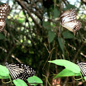 Glassy Tigers ( mating)