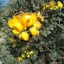 Wislizenus' Senna