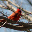 Cardinal