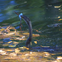 Anhinga, male (rescued from garbage)