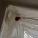 Lady bug