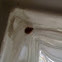 Lady bug