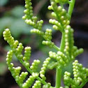 Rattlesnake fern reproductive stalk