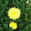 Yellow hawkweed