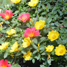 Wingpod Purslane